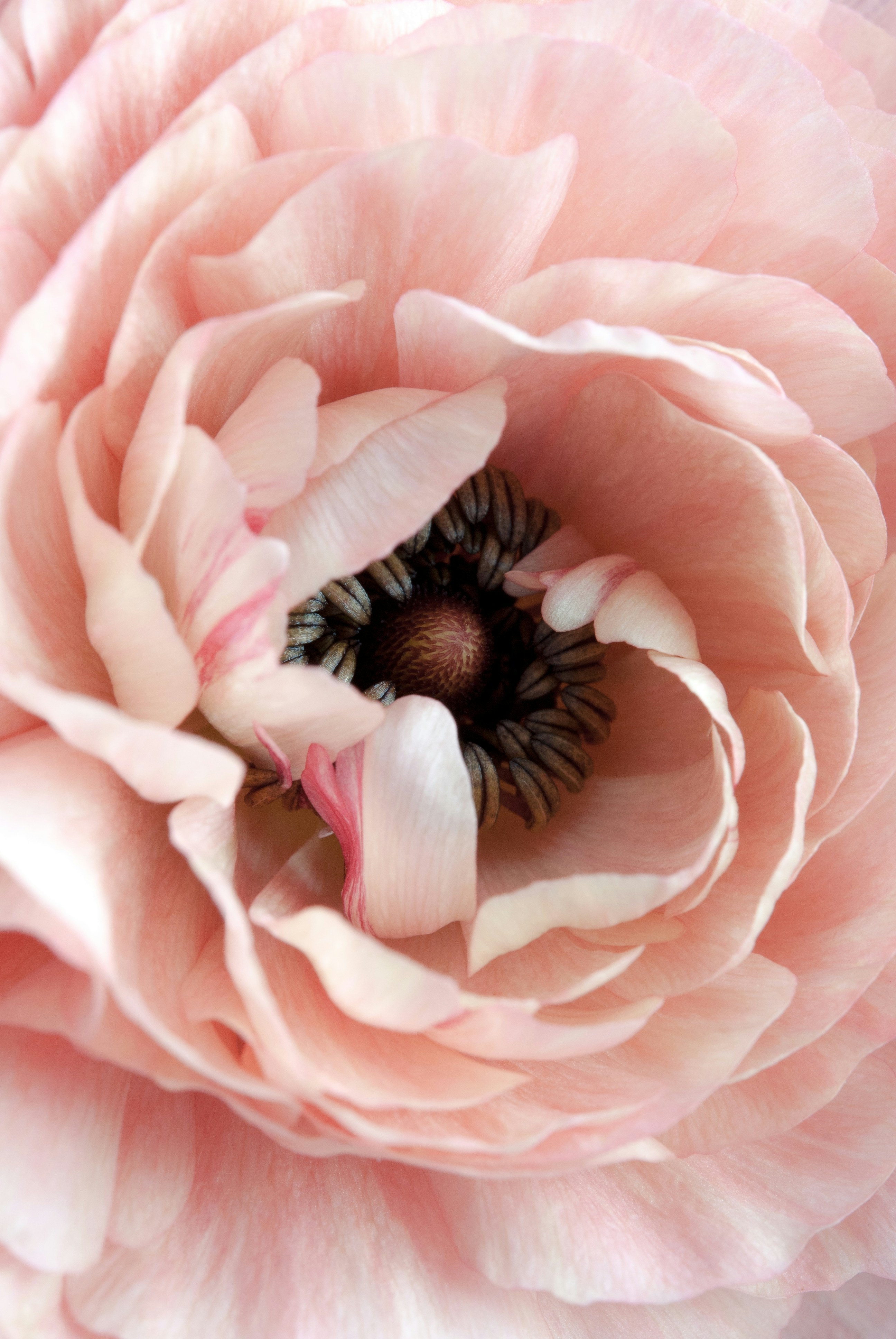 This photograph is one of my favourite flower close ups. It feels really feminine. I love how softly the pink petals of this ranunculus float about its dark centre.